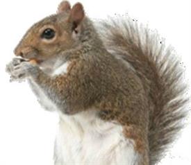 Squirrel Pic 3 Squirrel Pic 3